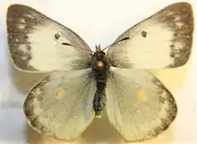 Colias philodice f. alba, female