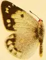 Female