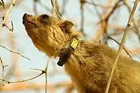 Collar-tagged rock hyrax, Ein Gedi, Israel