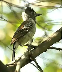 Collared antshrike