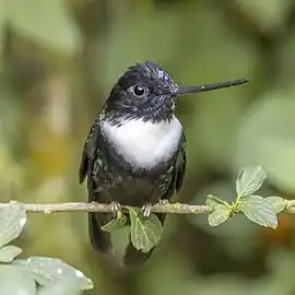 male C. t. torquataColombia