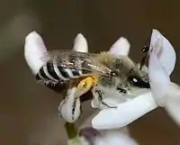 Female bee (Colletes sp.) collecting nectar from a Retama raetam flower, Holot Mash'abim, Northern Negev, Israel