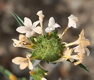 Five-petaled apricot flower (top left), with blue anthers and three-branched style