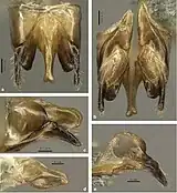 Colobopsis explodens male reproductive system and genitals. (a) dorsal, (b) ventral (c) lateral view, (d) left penis valve, (e) right volsella and gonostylus