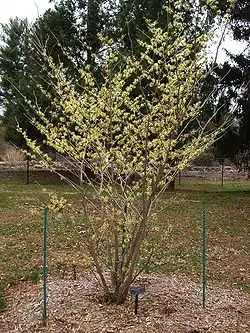 Hamamelis, Colonial Park Arboretum and Gardens