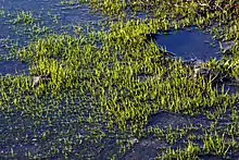 Colony of black-spored quillwort (Isoetes melanospora) in a granite pool on top of Arabia Mountain