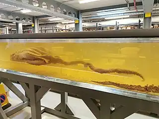 Head and limbs of a colossal squid displayed on a submerged plexiglass shelf next to the "Archie" giant squid specimen (tentacular club thereof visible to right) as part of the Spirit Collection Tour at London's Natural History Museum (NHM) (see also view from proximal end)