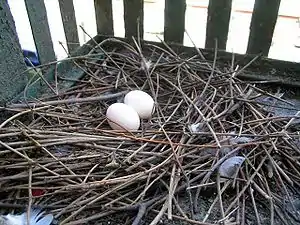 Feral pigeon (Columba livia domestica), typical clutch