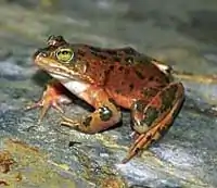 Oregon spotted frog, an endangered species candidate