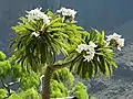 Pachypodium lamerei growth habit