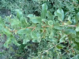 close-up of foliage