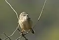 Common babbler T. c. caudata at Khijadiya Bird Sanctuary, Gujarat,  India