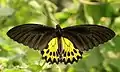 Common birdwing(Troides helena)