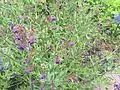 Anchusa officinalis in the UBC Botanical Garden.