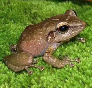 Coquí común(Eleutherodactylus coqui)