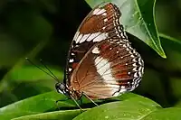 Female, underside