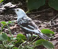 Leucistic common grackle(Quiscalus quiscula)