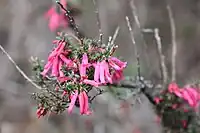 pink-flowered shrub