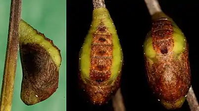 Pupa