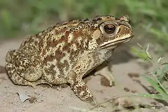 Lateral view