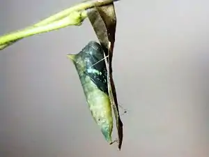 Pupa