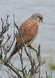 Common kestrel (male)