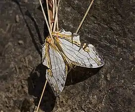 Dorsal view