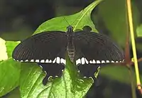 Common Mormon(Papilio polytes)