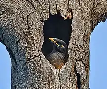 Sub-adult in a nest in West Bengal