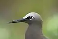 Common noddy head - note stouter beak, greyer cap