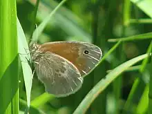 Coenonympha tullia