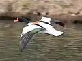 Male common shelduck in flight in England.