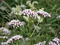 Common valerian