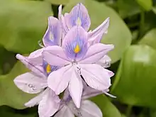 Common water hyacinth