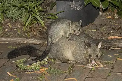 feeding with joey