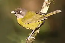 Common bush tanager (Chlorospingus flavopectus)