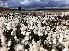 Image 50Common cottongrass (Eriophorum angustifolium), seen here at Light Hazzles Reservoir near Littleborough, was voted the county flower of Greater Manchester in 2002. (from Greater Manchester)