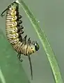 Beginning of pupation