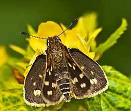 Dorsal view