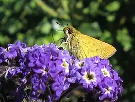 G. niso on garden heliotrope