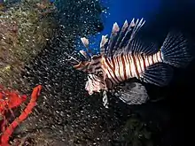 Common lionfish hunting glassfish at El Mina wreck (Red Sea)