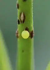 Common Mormon egg