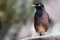 Common mynah (Acridotheres tristis)