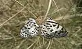 Mating pair at IIT Madras, Chennai