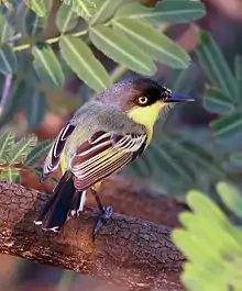 Common tody-flycatcher