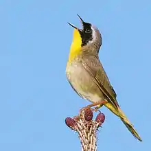 Common yellowthroat