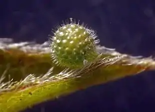 Egg