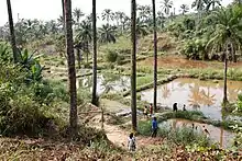 A row of square artificial ponds, with trees on either side