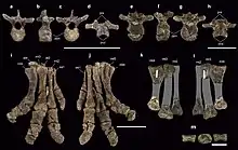 Cervical vertebrae and pedal bones of Antarctopelta and Stegouros