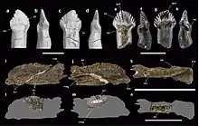 Teeth and dentary of Antarctopelta and Stegouros